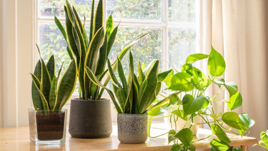 Plants for Home Vastu