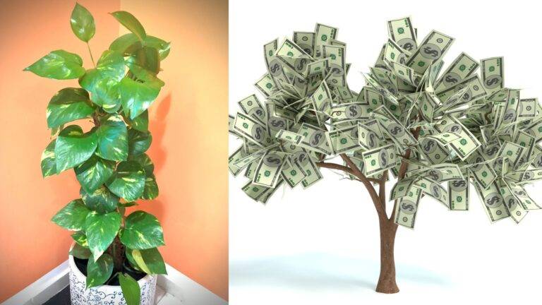 Read more about the article Balancing Energies: The 10 Best Plants for Home Vastu